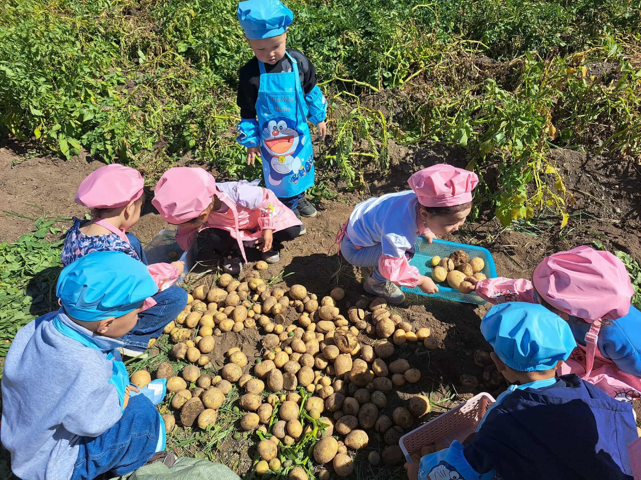Өвөрхангай аймаг Арвайхээр сумын улсын тэргүүний 3 дугаар цэцэрлэгийн хүүхдүүд ургацаа хурааж байна