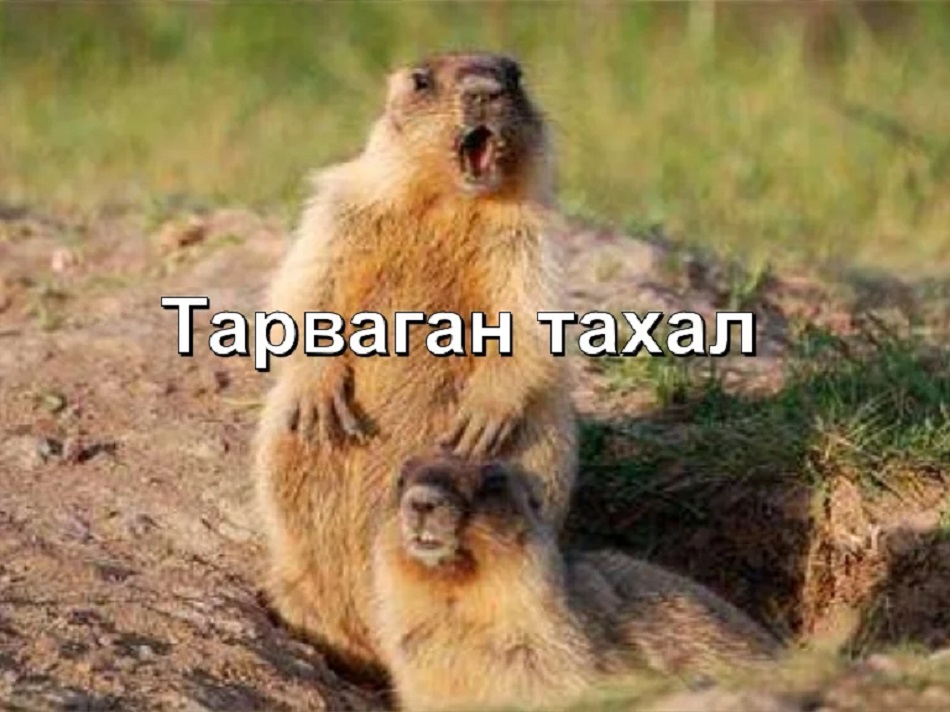 Тарваган тахал гэж юу вэ?