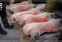 Хүчит шонхор зах дээр ууцны үнэ 400-800 мянган төгрөгийн үнэтэй байна