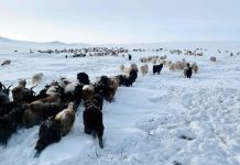 Зудын их зэрэглэлийн эрсдэлтэй газар нутгийн хэмжээ 2030 он гэхэд 14.4 хувиар нэмэгдэх тооцоо судалгаа гарчээ